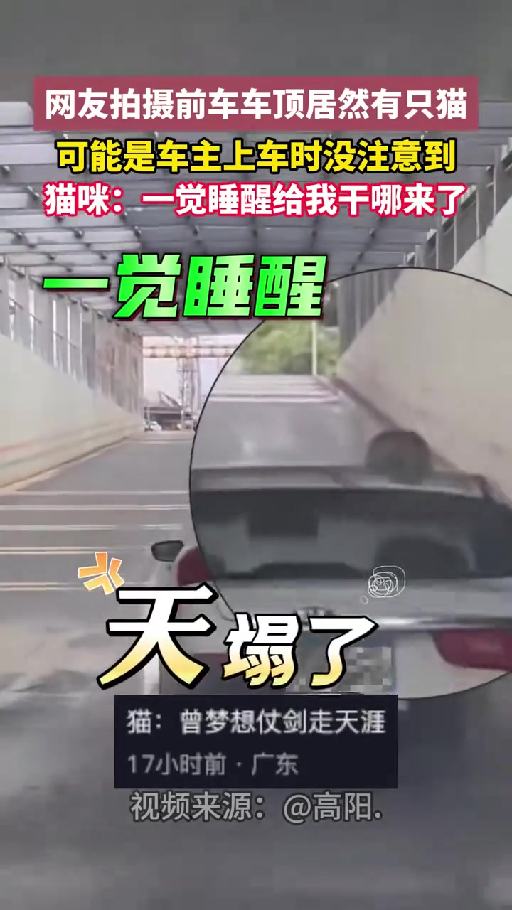 网友拍摄前车车顶有只小猫