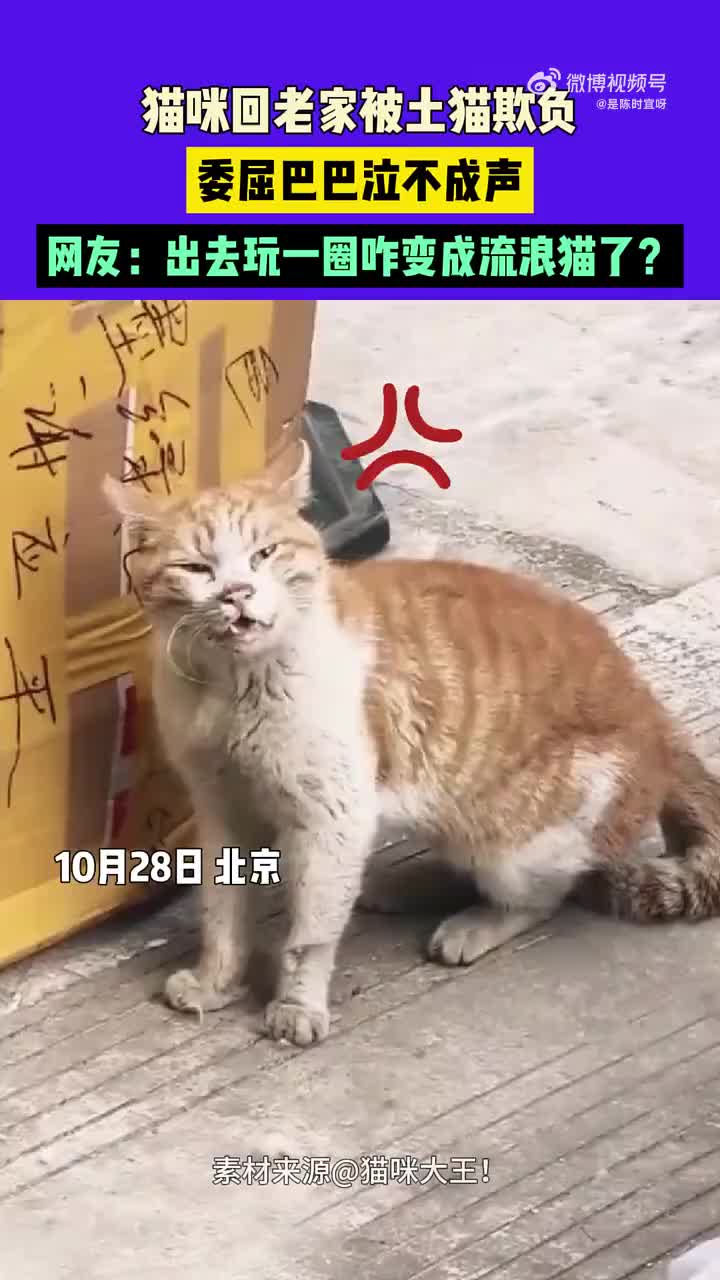 家猫还是不如野猫能打啊，这混了一圈回来直接进丐帮了都