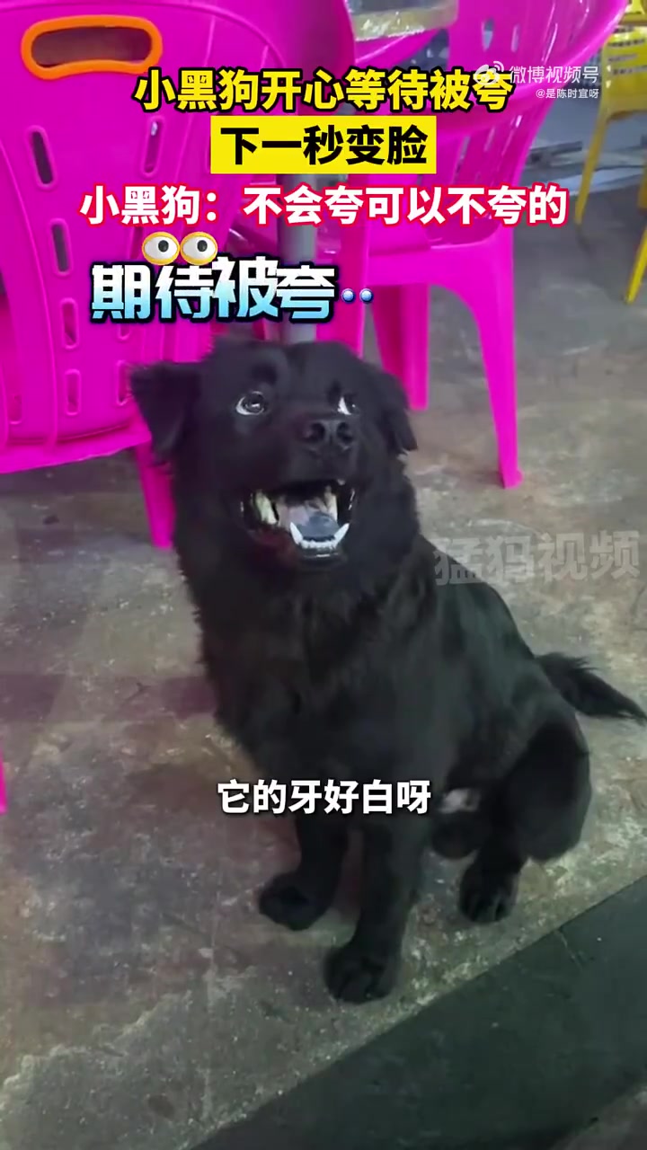 第一次见这么黑的，毛和舌头都是纯黑的
