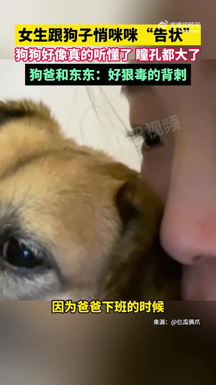 看着眼神莫不是真听懂了，狗子和人呆久了都懂普通话了