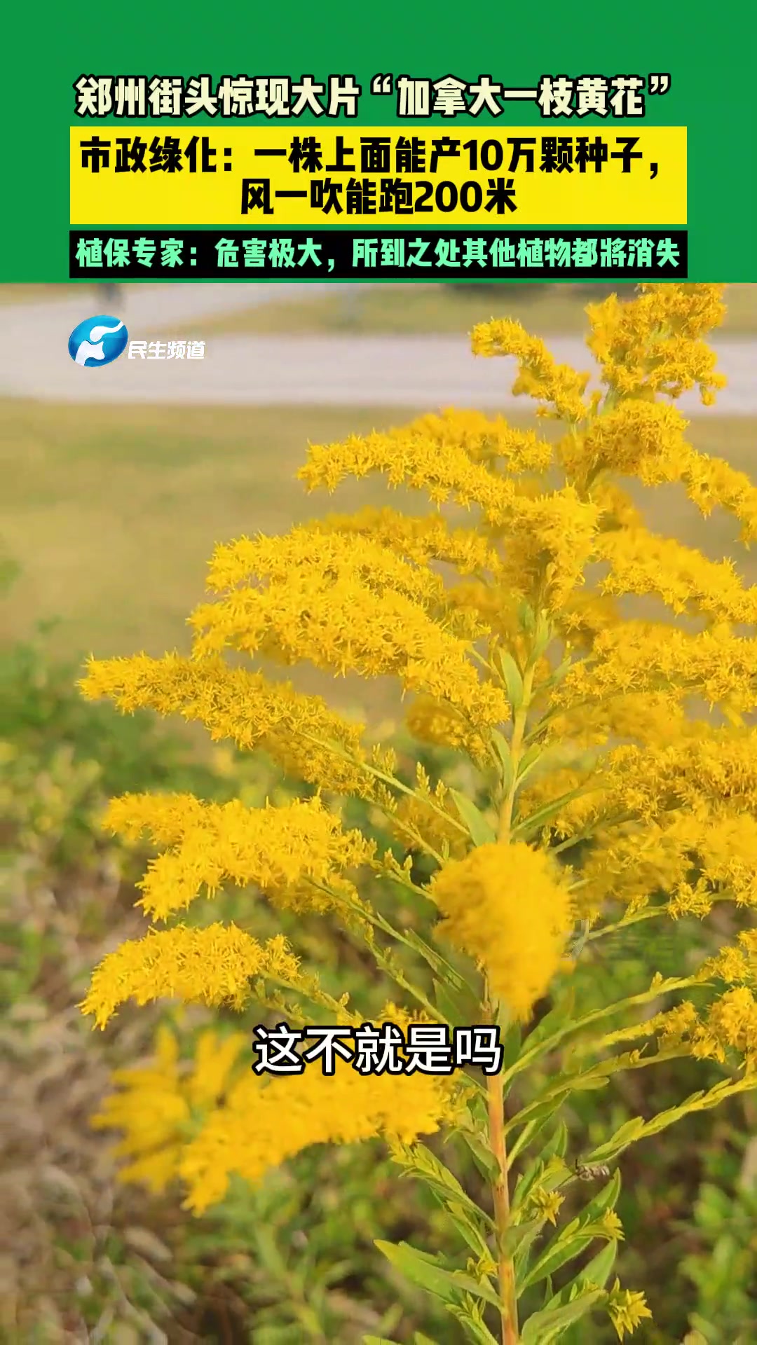 郑州街头惊现加拿大一枝黄花