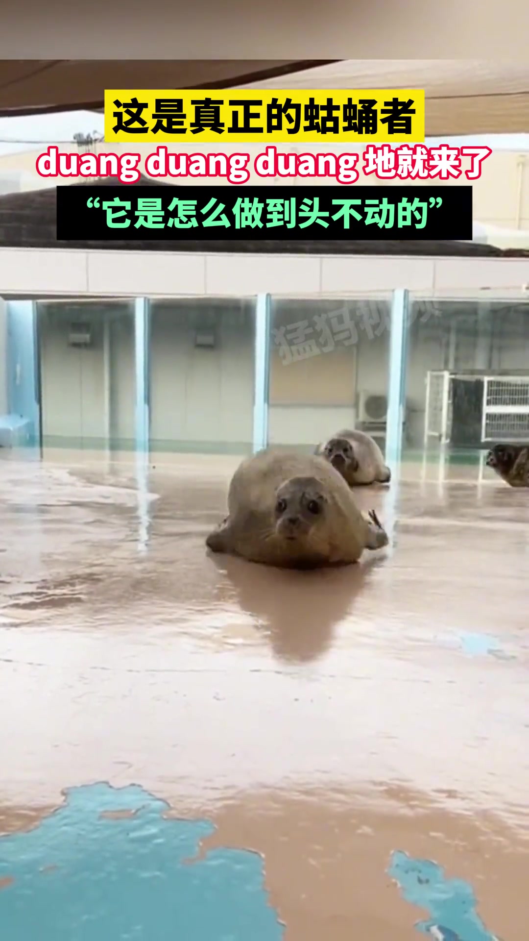 它是怎么做到头不动的