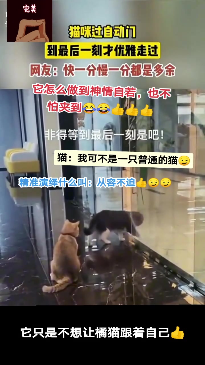 猫咪过自动门，到最后一刻才优雅走过