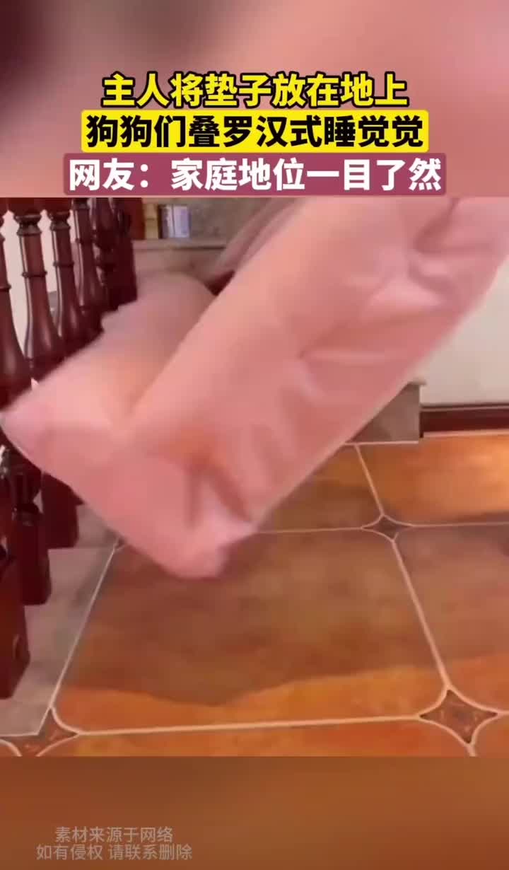 垫子太小啦挤不下三只大狗