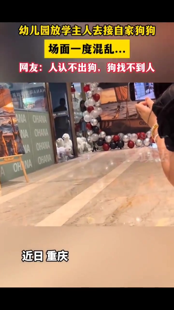 主人去接自家狗狗场面一度混乱