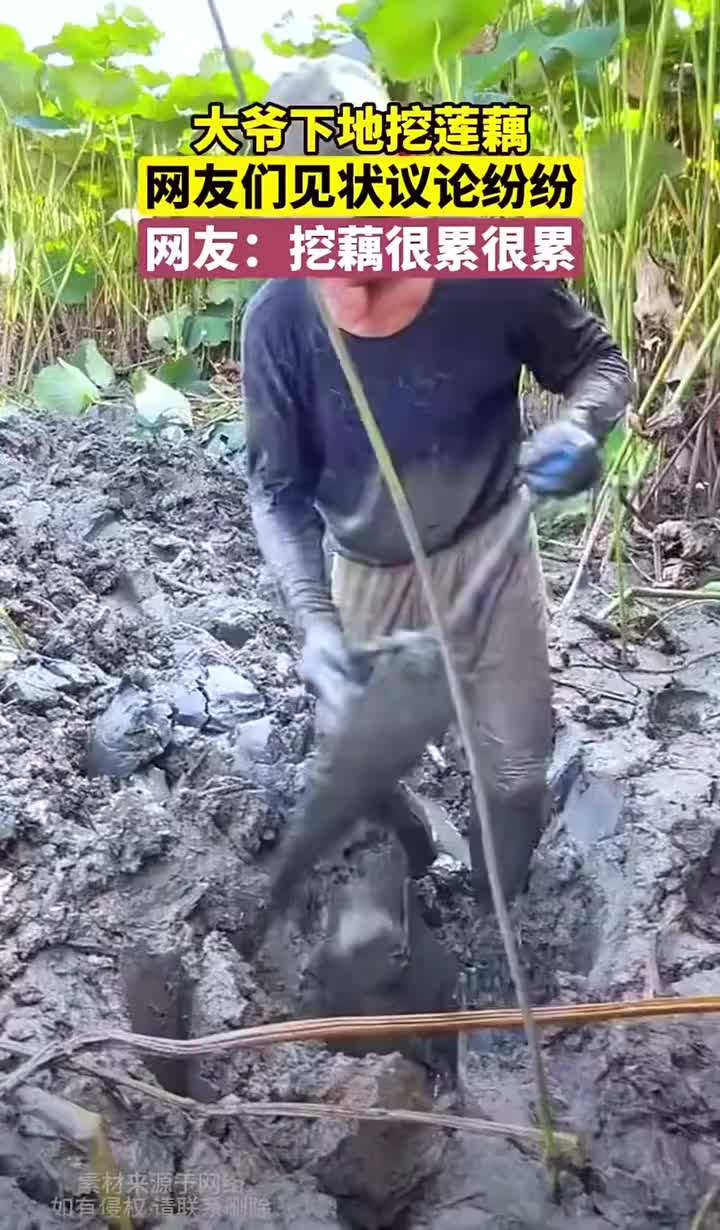 大爷下地挖莲藕，这比收稻谷辛苦多了