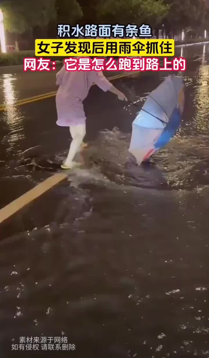 这鱼是这么跑马路上来的