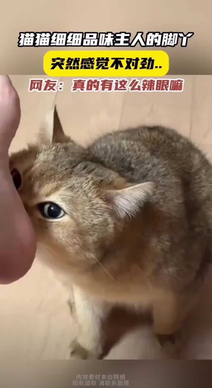 小猫表情耐人寻味，你这脚味道有点怪