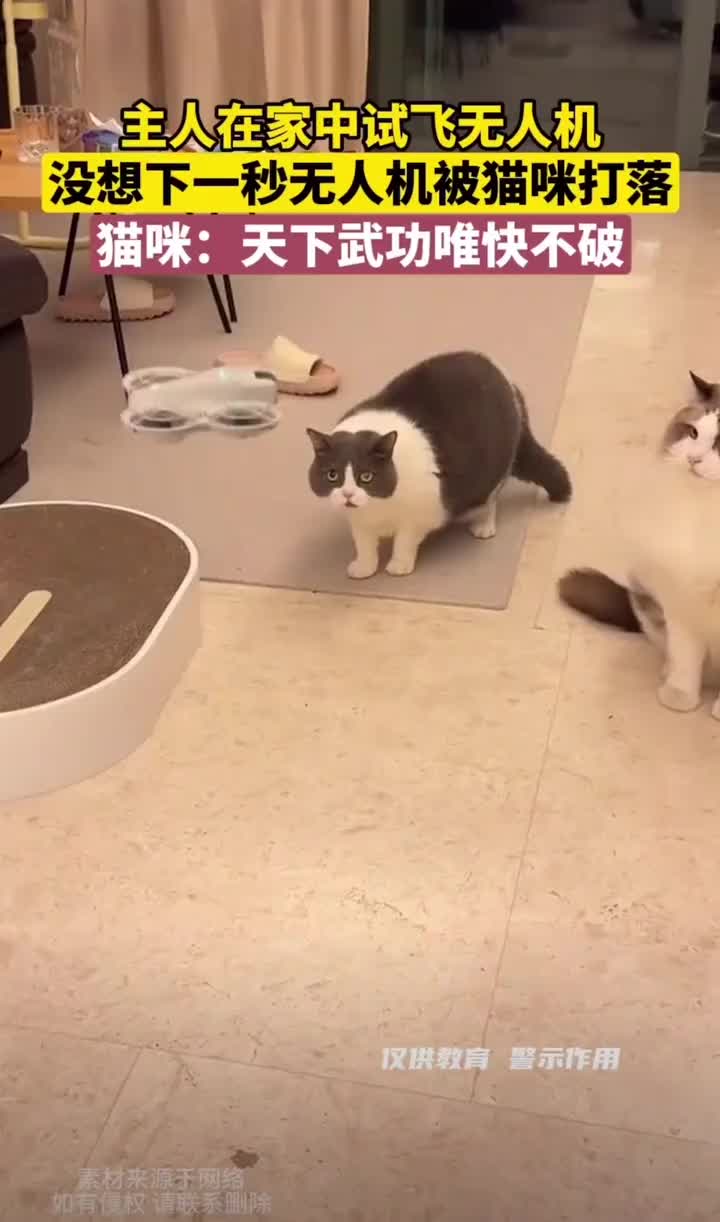 在家中试飞无人机，被猫猫无情打落