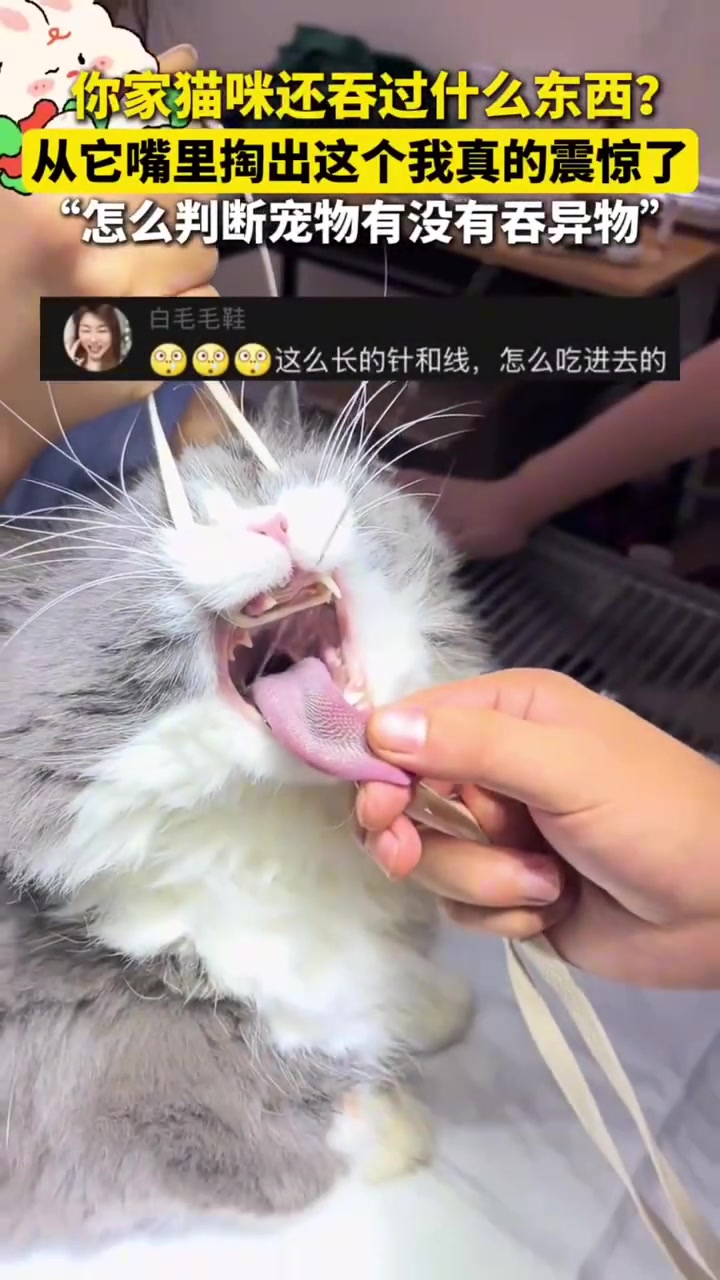 家里有针线的一定要注意！从猫咪嘴里掏出来这个，我真的震惊了