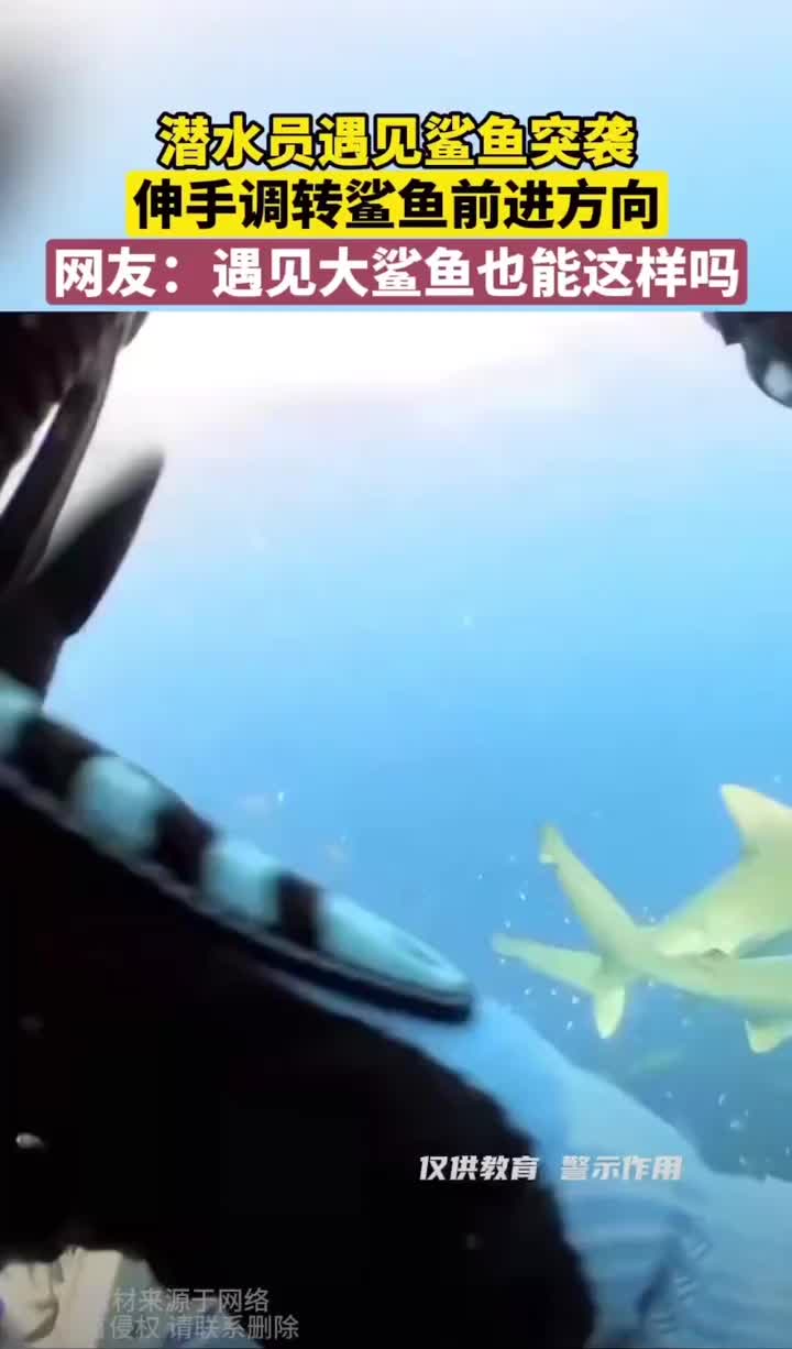 见鲨鱼朝自己游来，潜水员徒手给鲨鱼掉头