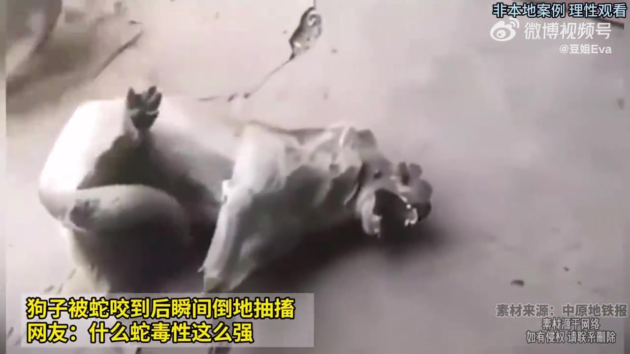 狗子被蛇咬到后瞬间倒地抽搐，网友：什么蛇毒性这么强