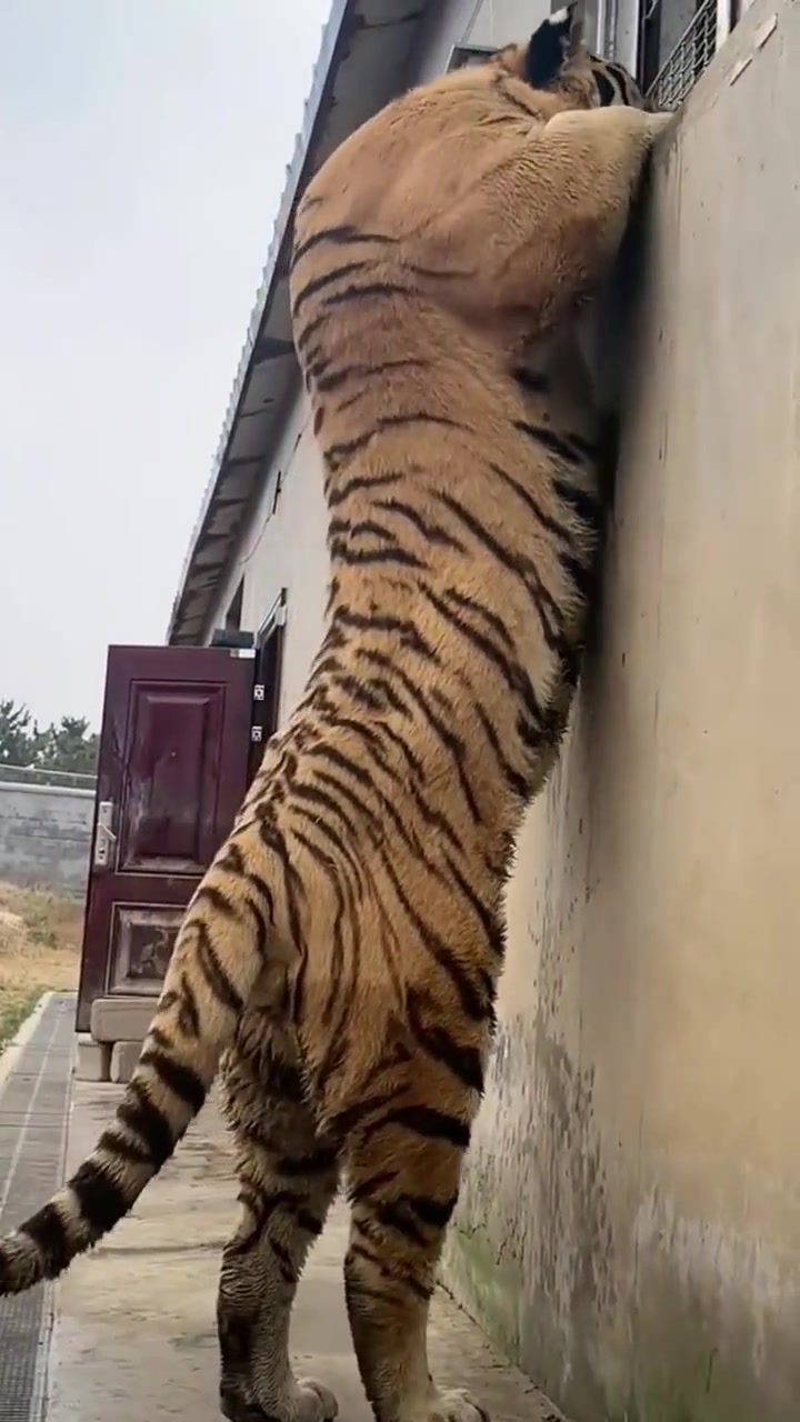虎背熊腰，在此刻具象化了
