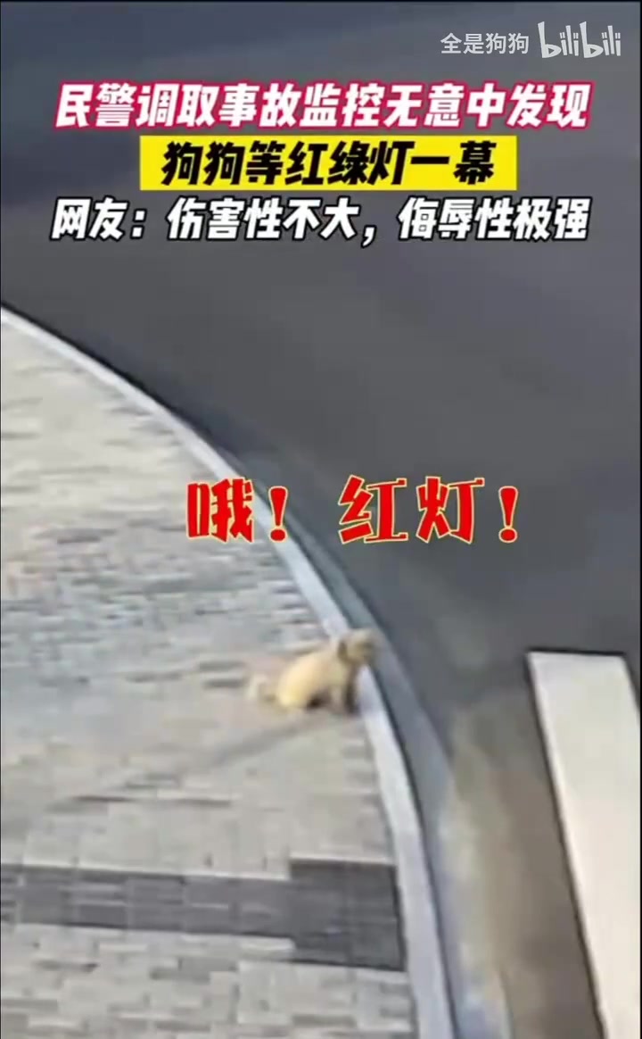 狗狗等红绿灯一幕