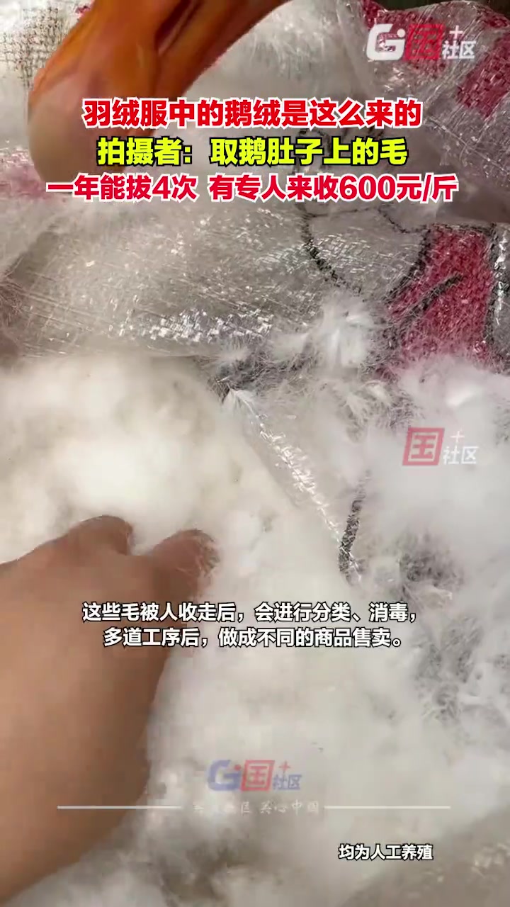 女子拍视频科普“羽绒服中的鹅绒由来”