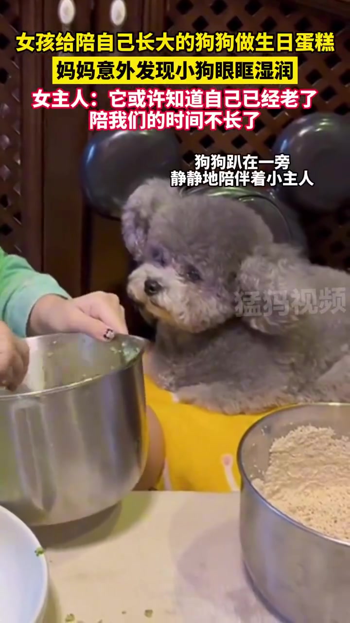 女孩给陪自己长大的狗狗做生日蛋糕，妈妈意外发现小狗眼眶湿润