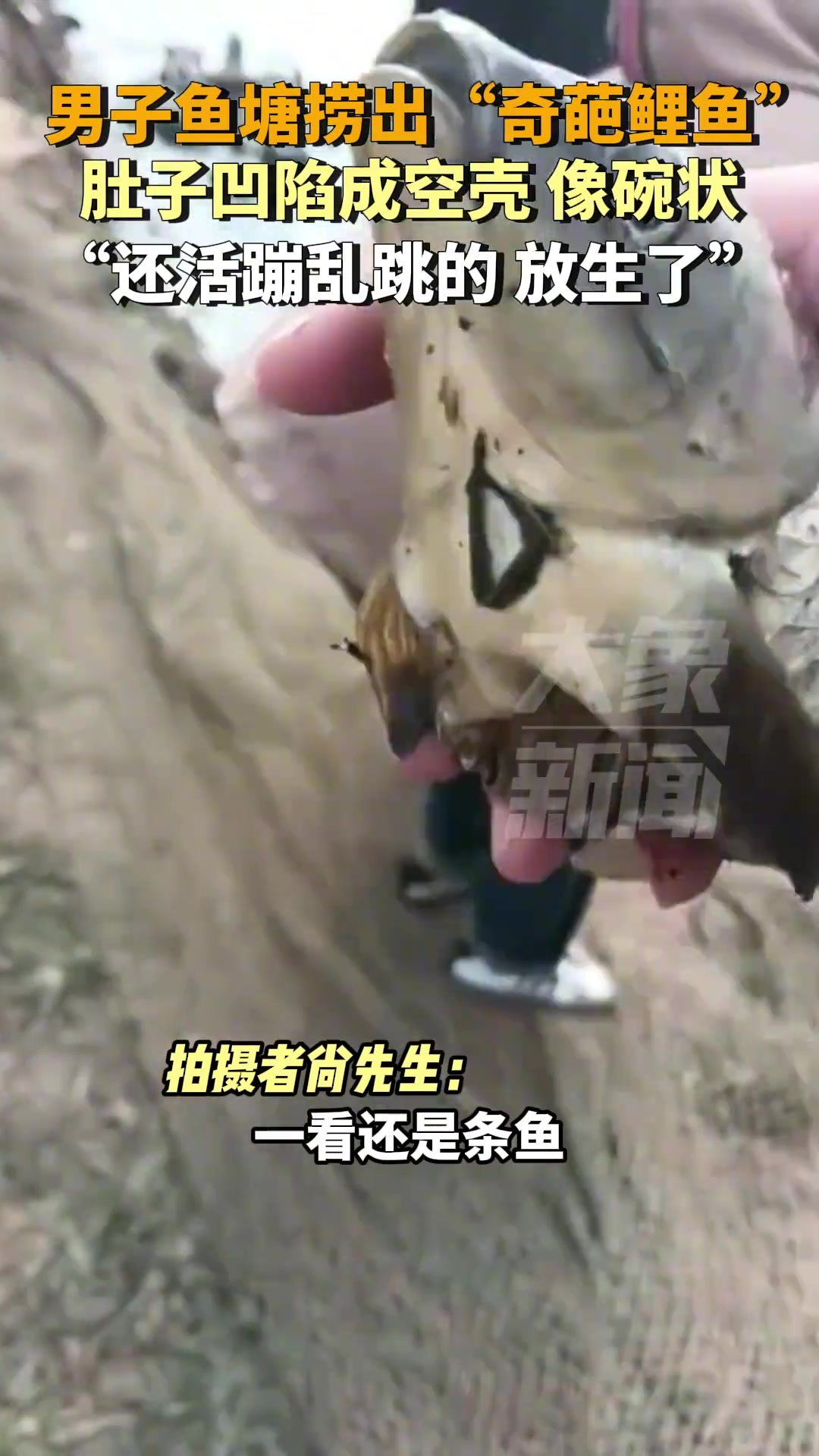 男子鱼塘捞出“奇葩鲤鱼”，肚子像碗状，凹陷成空壳仍然活蹦乱跳