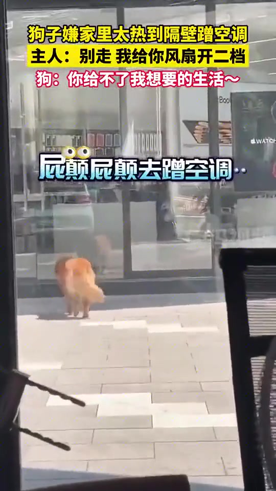 狗狗闲太热，去隔壁蹭空调