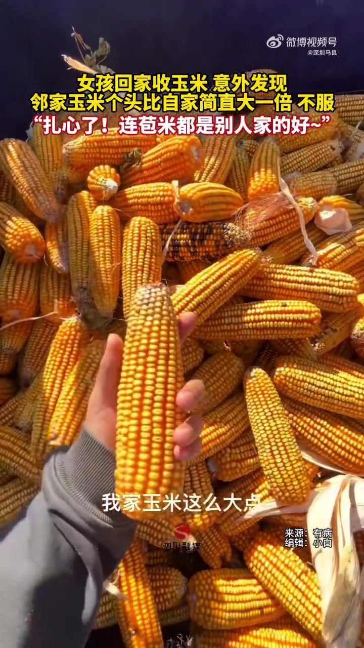 女孩回家收玉米，意外发现邻家玉米个头比自家简直大一倍