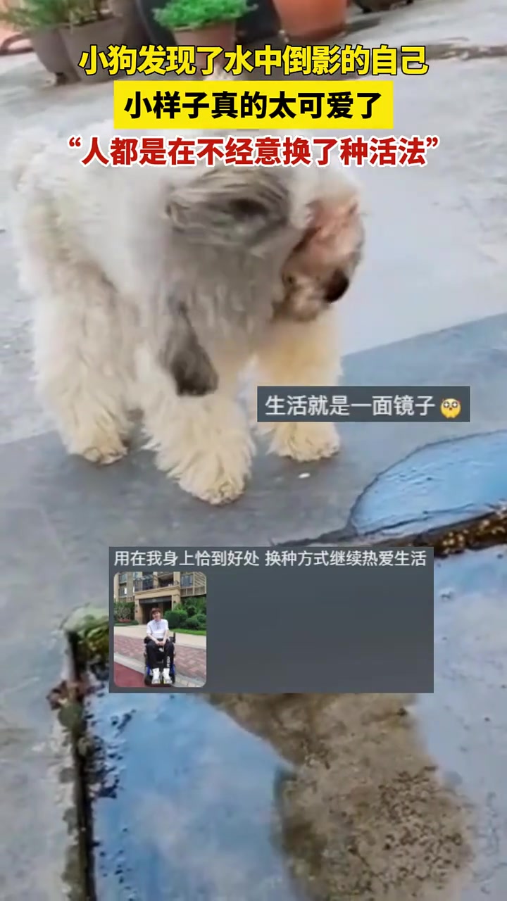 小狗发现了水中倒影的自己，小样子真的太可爱了