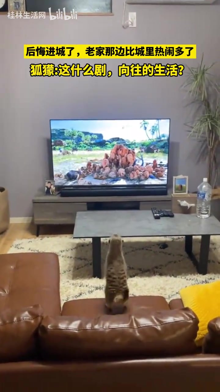狐獴：后悔进城了，老家那边比城里热闹多了！