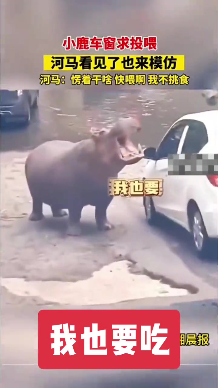 好歹给它一个啊嘴都张开了