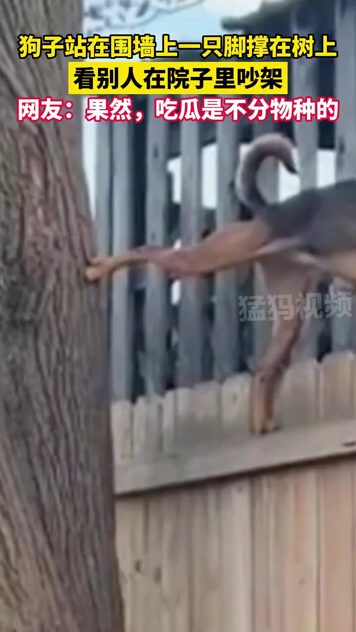一只爱看吵架的小狗