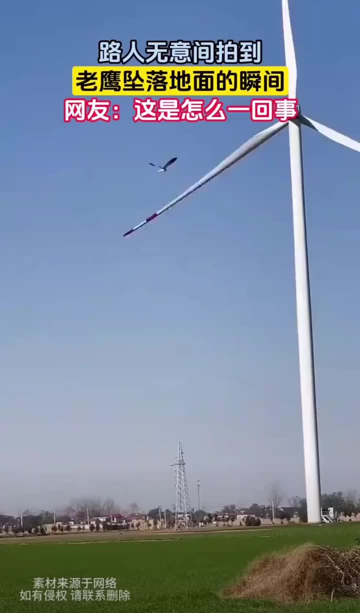 这老鹰是怎么垂直落地看着很奇怪