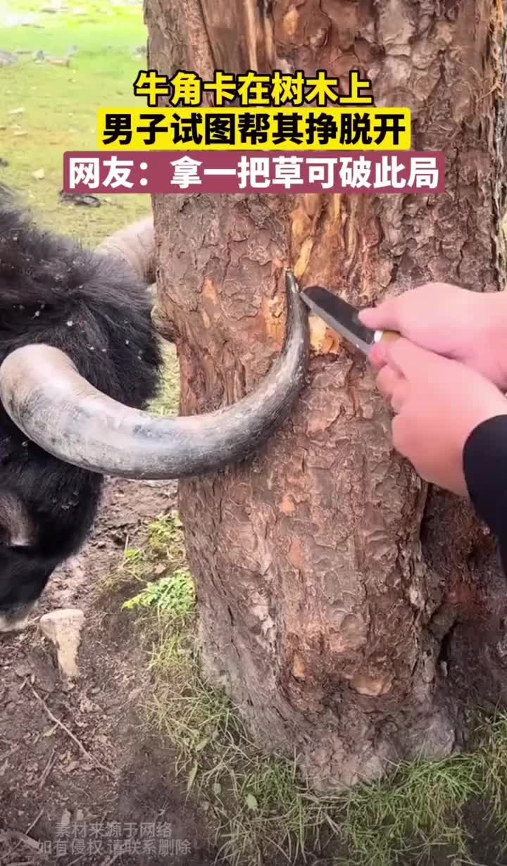 牛角卡在树里，男子把树凿开帮助其脱困
