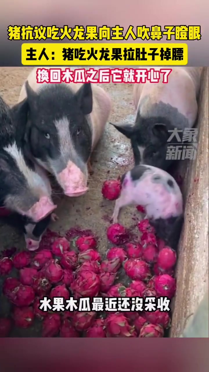 猪比我吃的还好！它们甚至还嫌弃！
