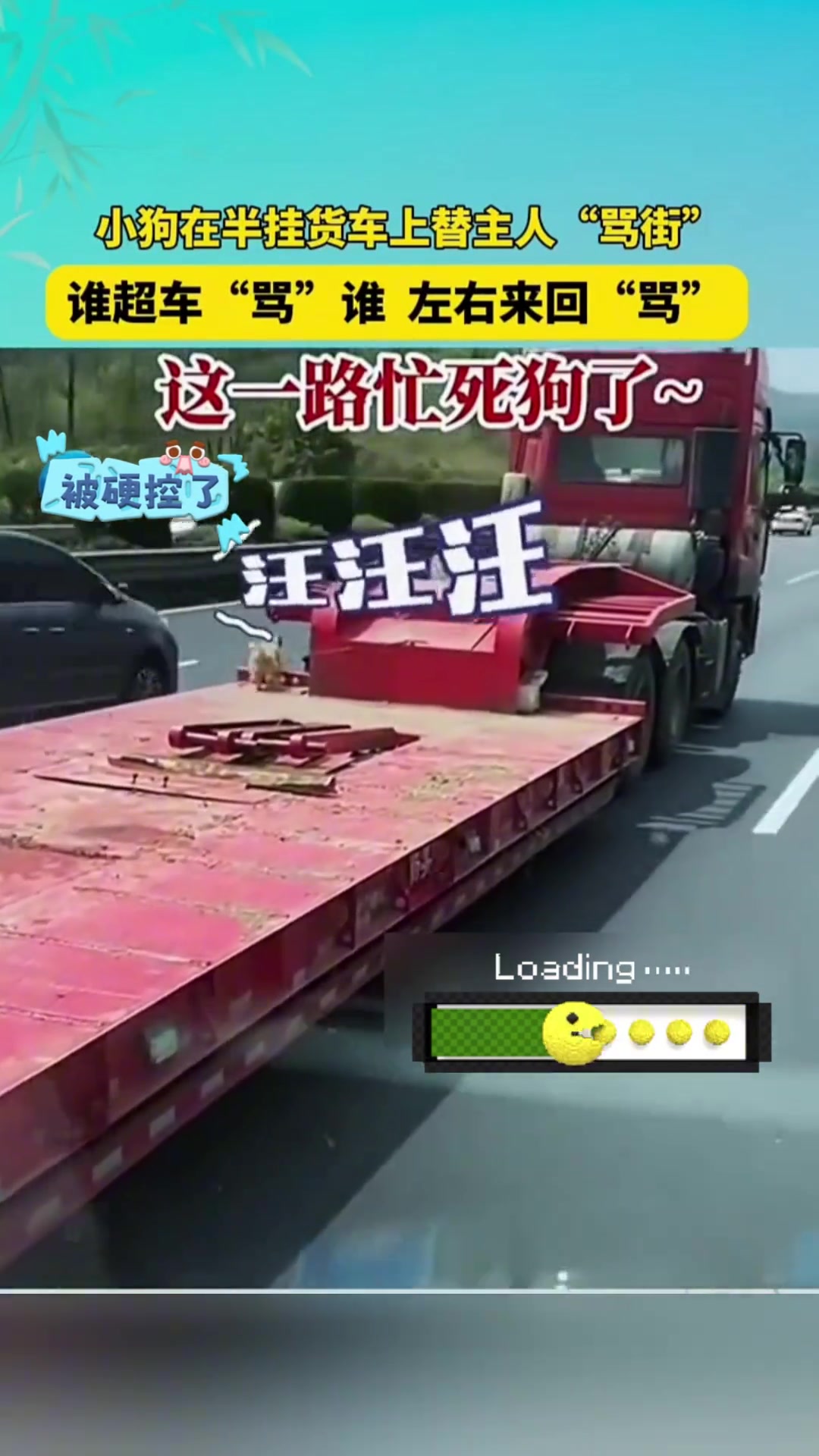 小狗在半挂货车上替主人“骂街”谁超车“骂”谁左右来回骂