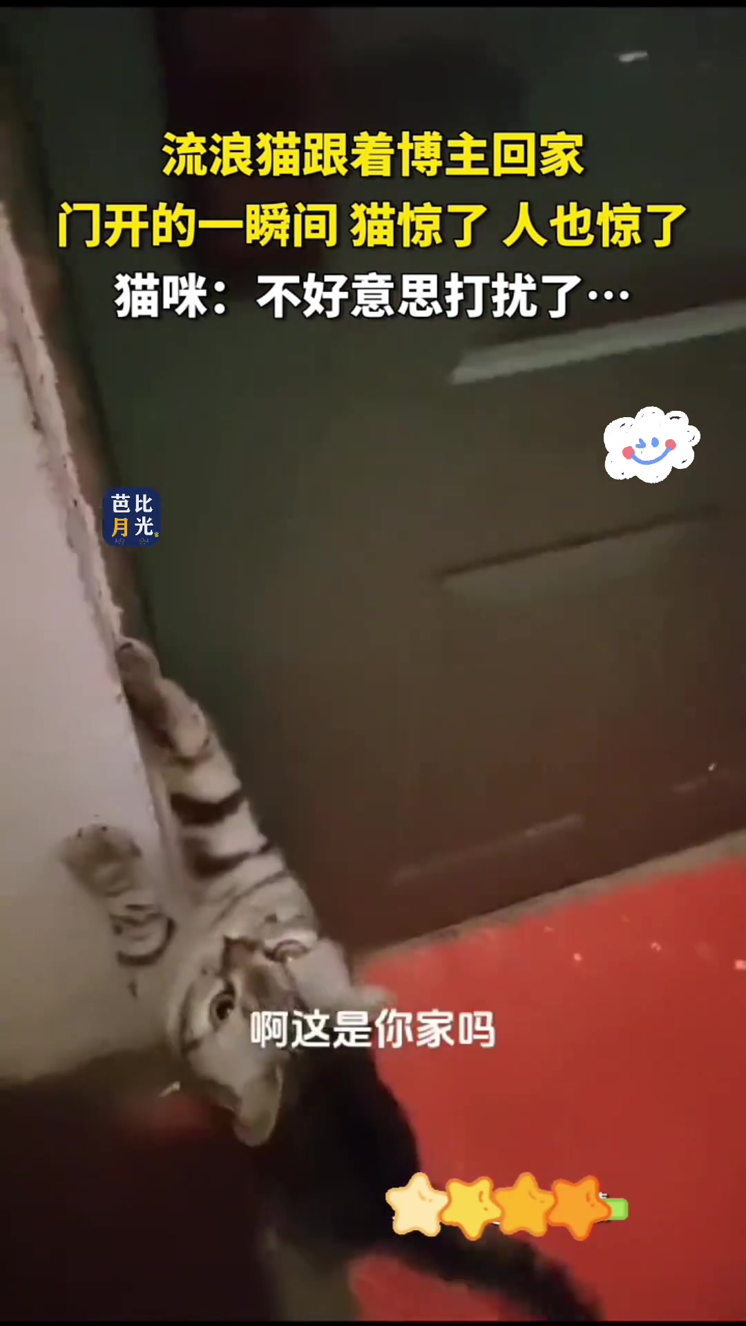猫咪：不好意思打扰了