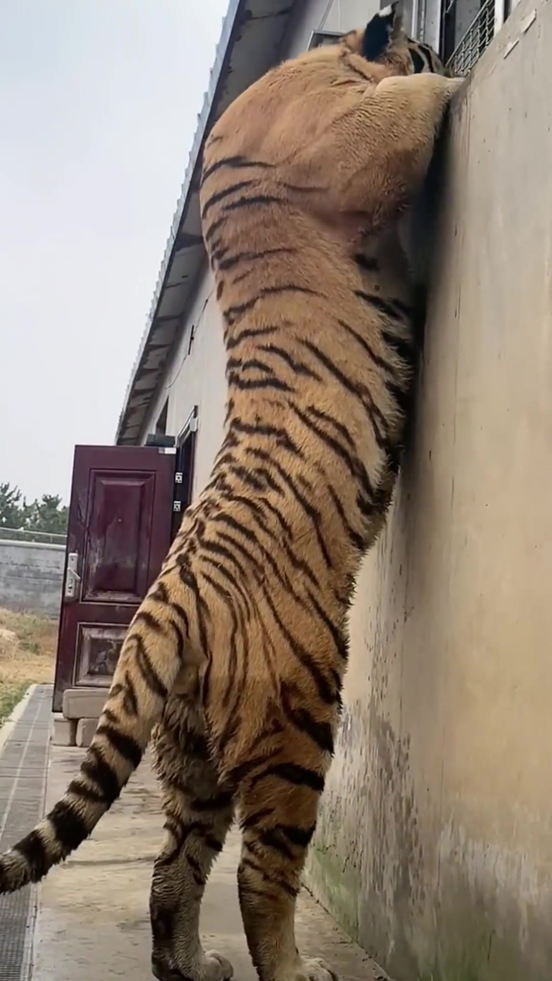 虎背熊腰，在此刻具象化了