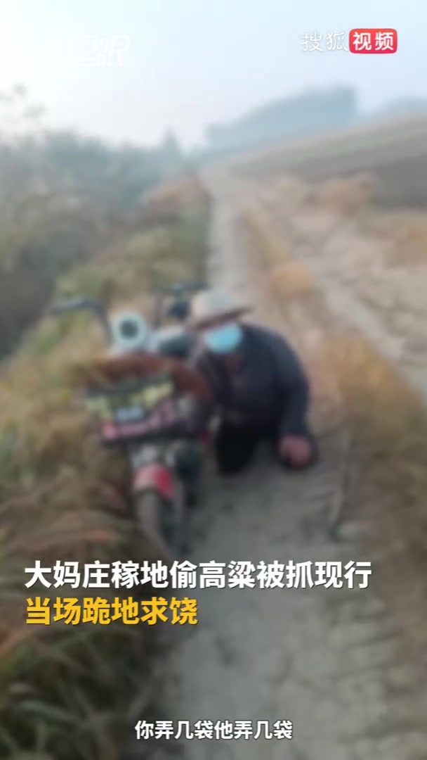 大妈偷高粱被抓当场跪地求饶承包商：每年都有人偷，损失数十万