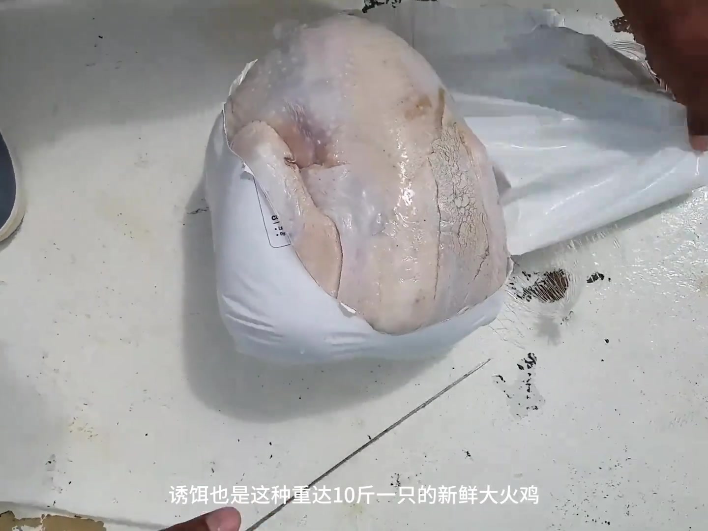 渔民用十斤重的火鸡做诱饵，钓到三四百斤的海底巨物