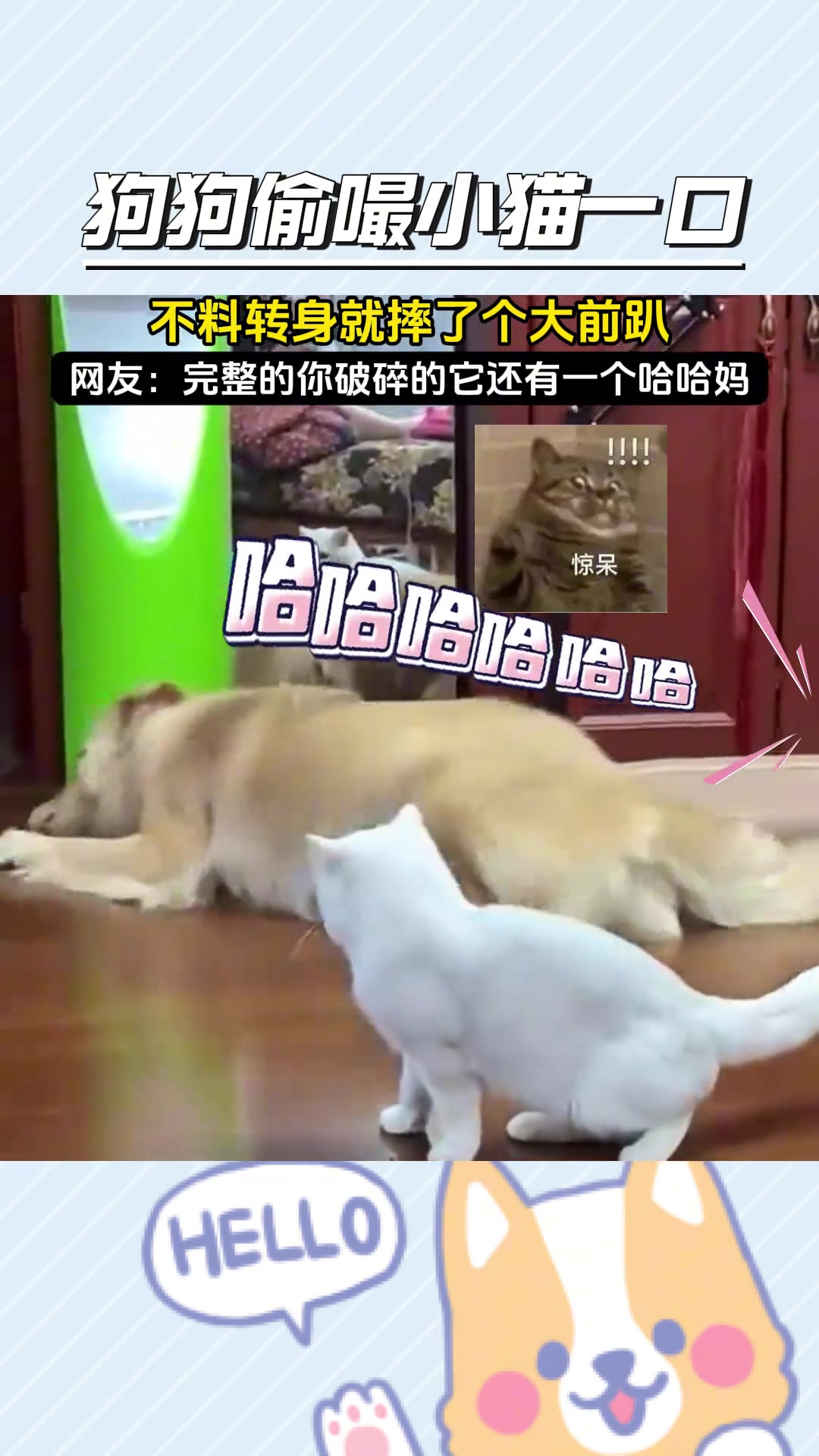 不养狗不知道养狗的乐趣，未免笑得太大声了