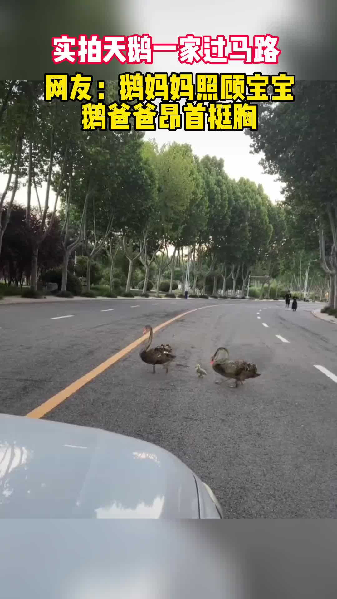 网友偶遇天鹅一家过马路鹅妈妈照顾一家，鹅爸爸昂首挺胸
