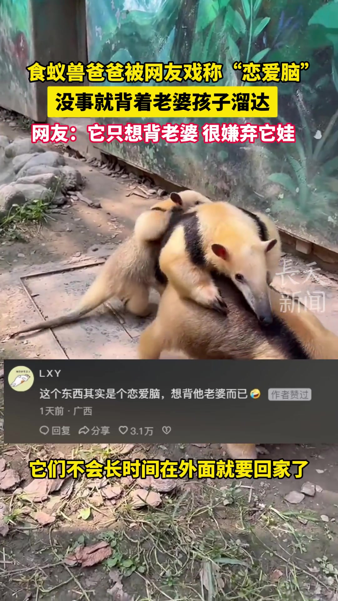 食蚁兽爸爸被网友戏称“恋爱脑”没事就背着老婆孩子溜达！