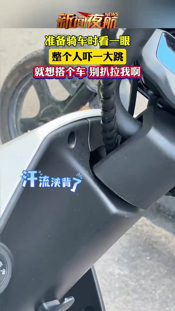 原来辣条也喜欢搭顺风车，但驾驶者不淡定了