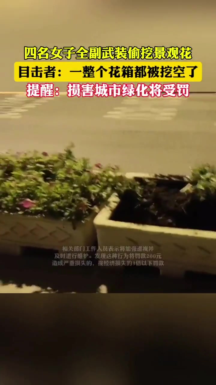 缺德！四名女子全副武装偷挖景观花...
