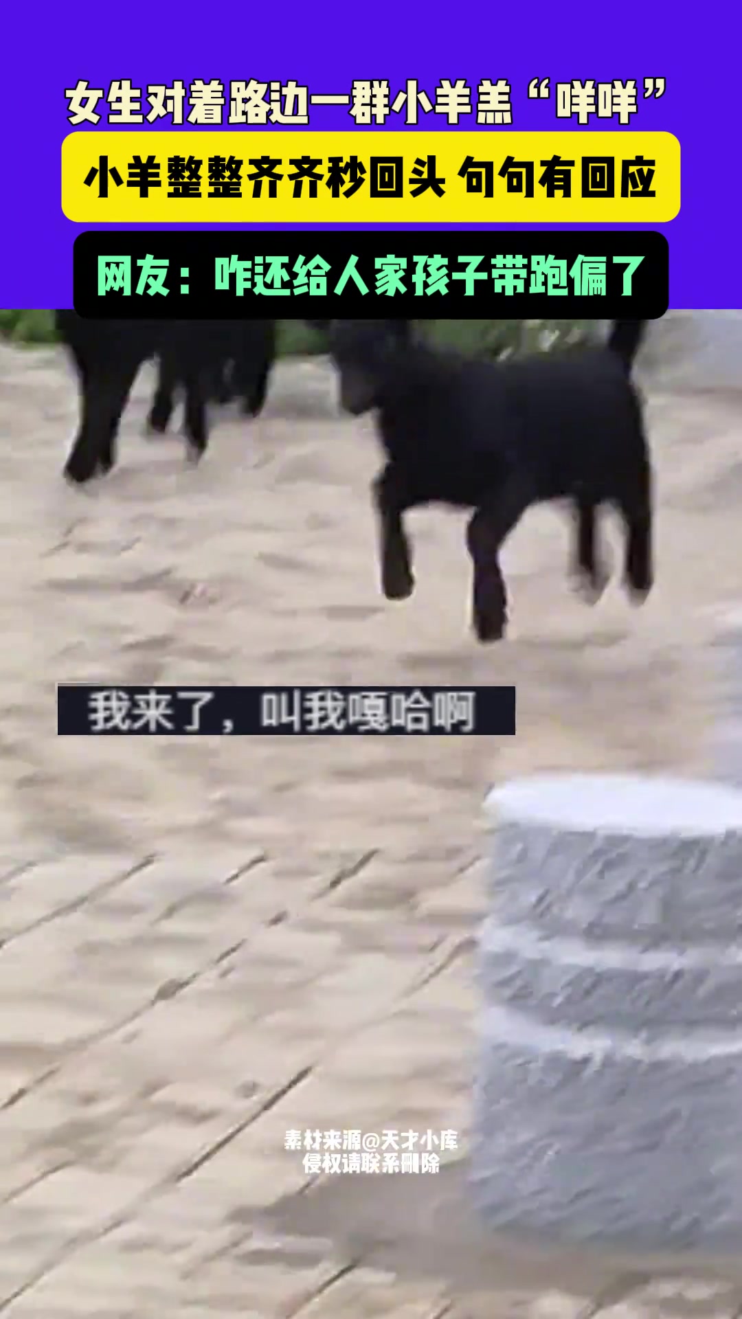 女生对着一群小羊羔“咩咩”，小羊整整齐齐秒回头就这么被召唤了