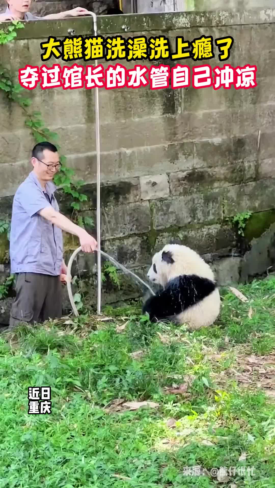 大熊猫洗澡洗上瘾了，直接夺过馆长的水管自己冲凉