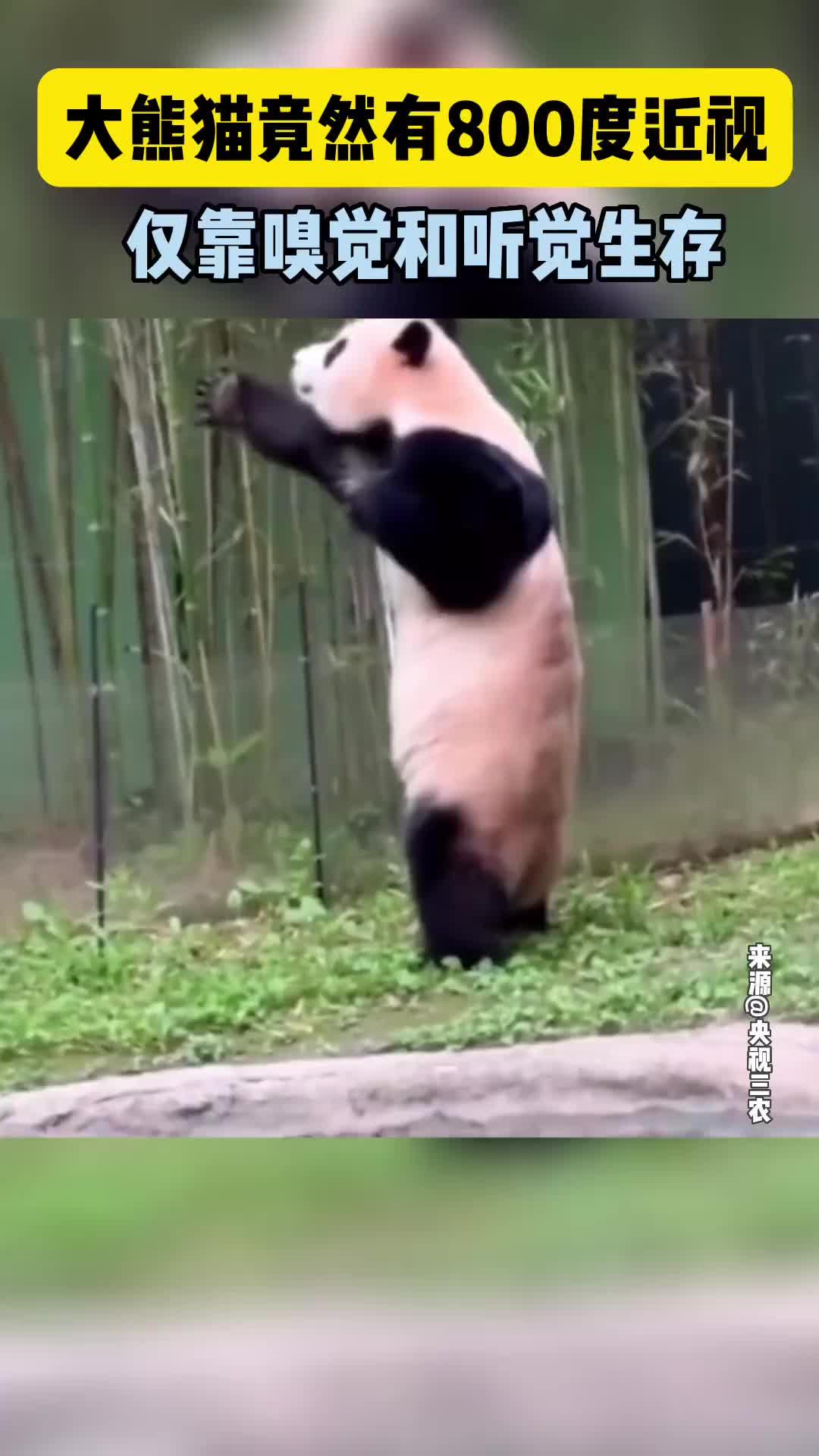 大熊猫竟然有800度的近视眼，基本只靠嗅觉和听觉