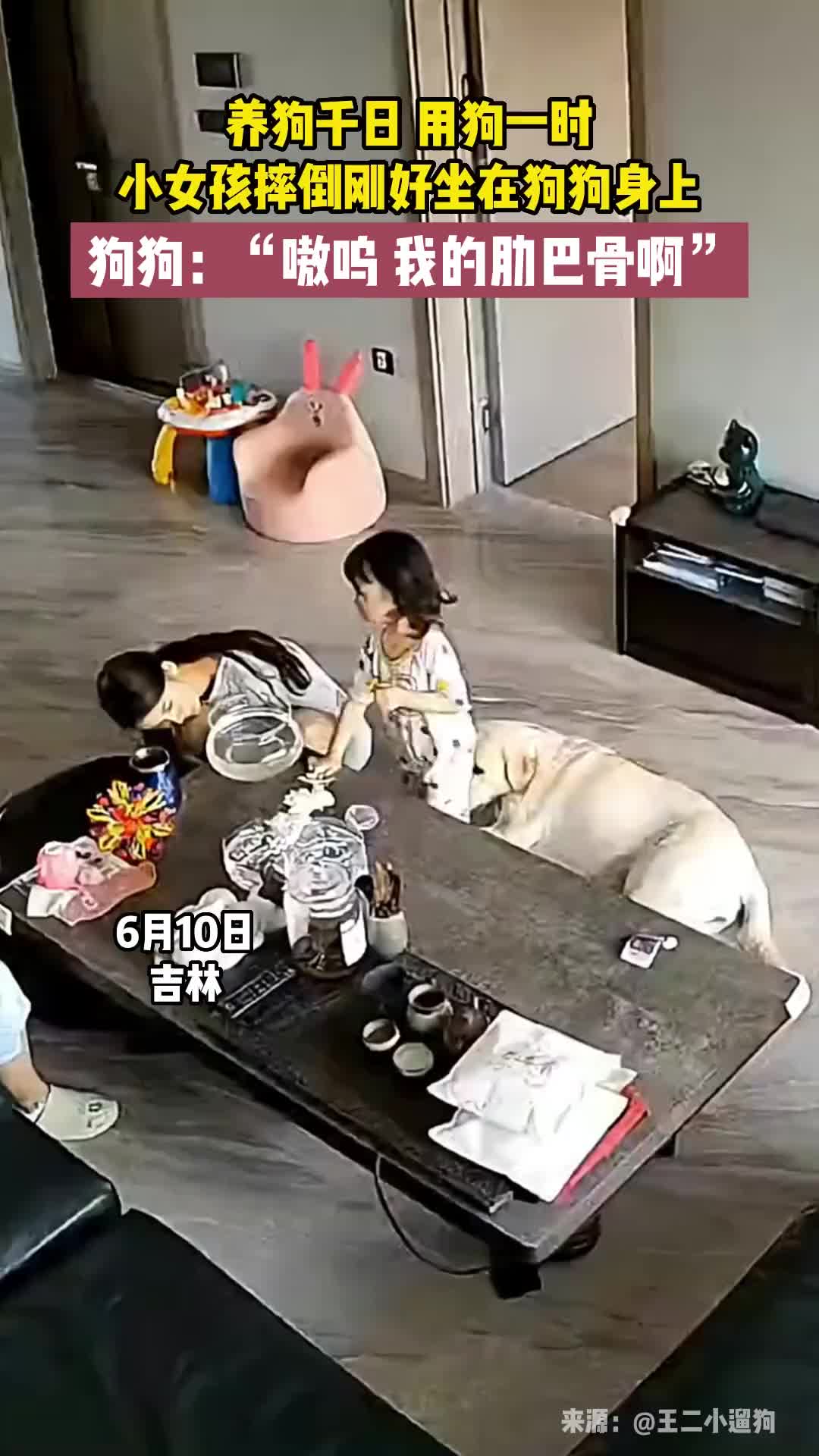 养狗千日，用狗一时，小女孩摔倒刚好坐在狗狗身上