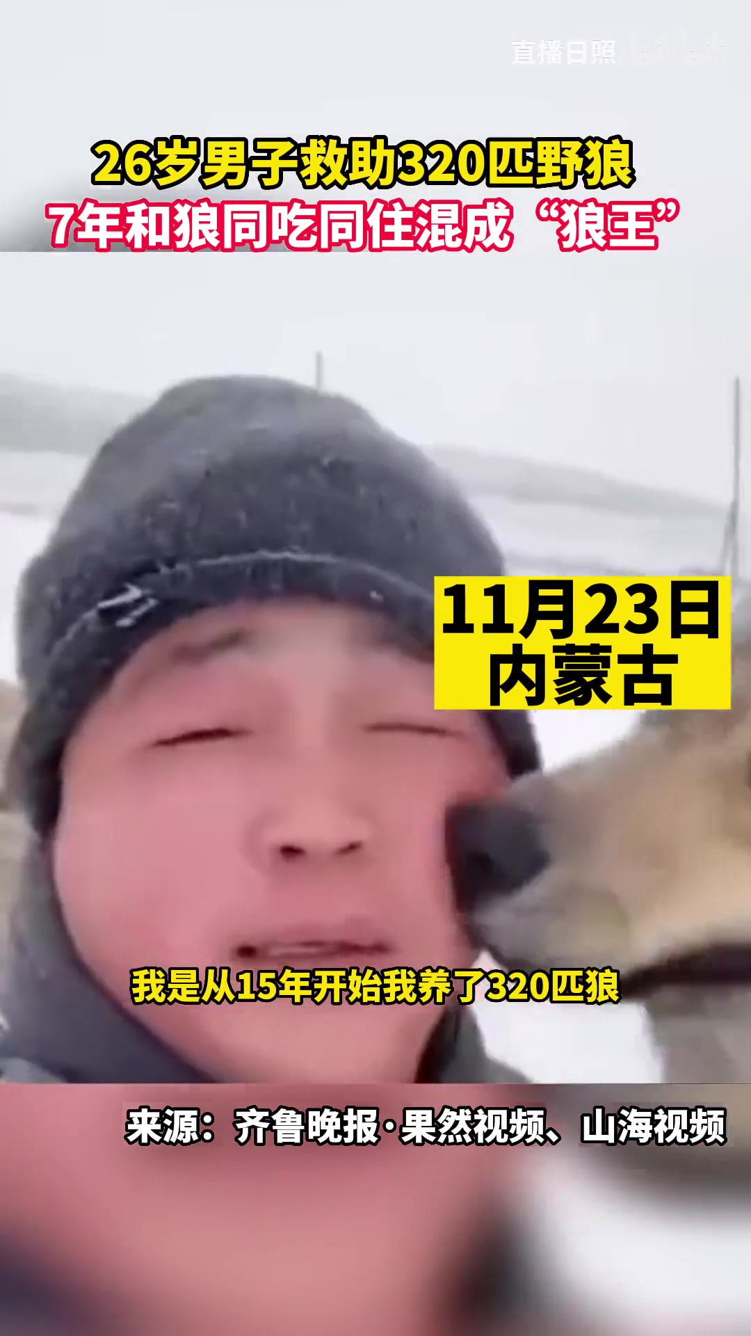 男子救助320匹野狼，7年和狼同吃同住混成“狼王”