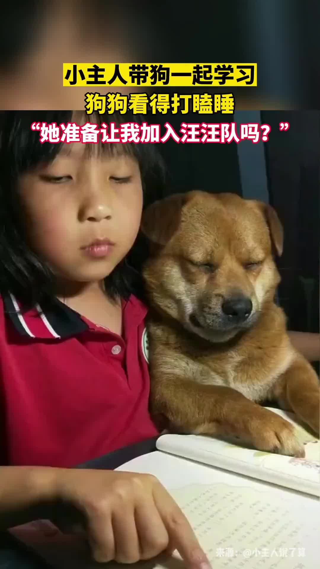小主人拉着狗狗一块看书，狗狗看得瞌睡不已