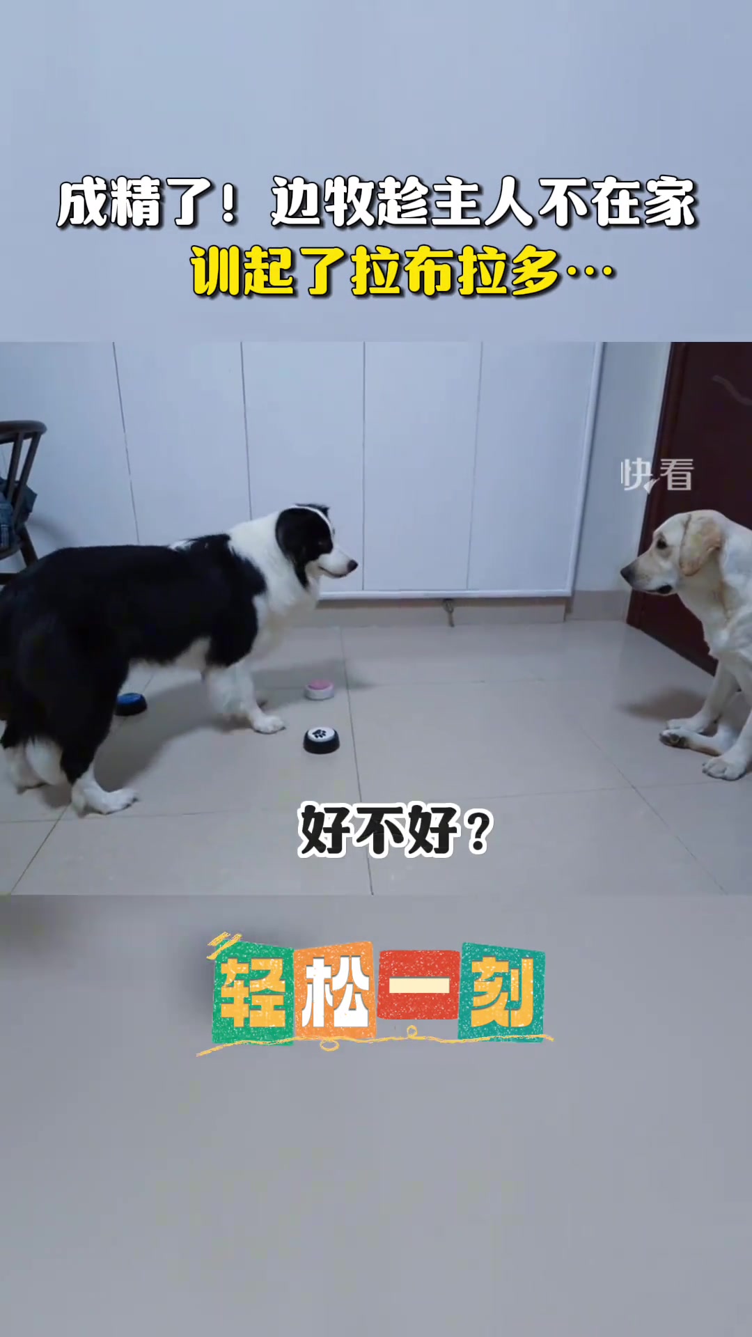 聪明狗狗就是不一样，狗是狗边牧是边牧