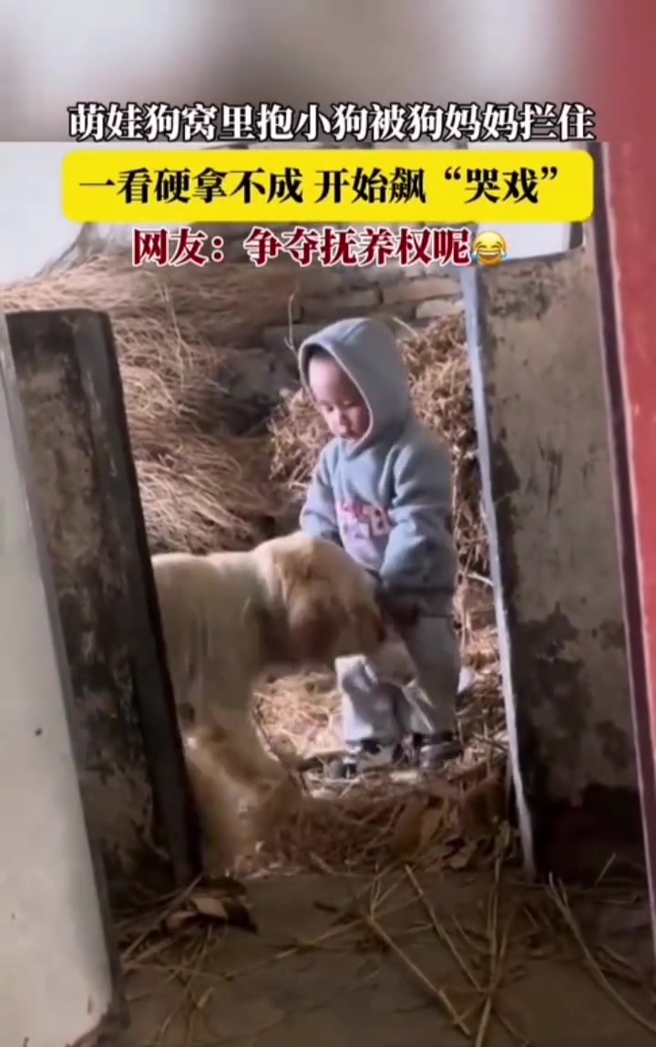真怕他情绪不稳定拎起来把狗摔了
