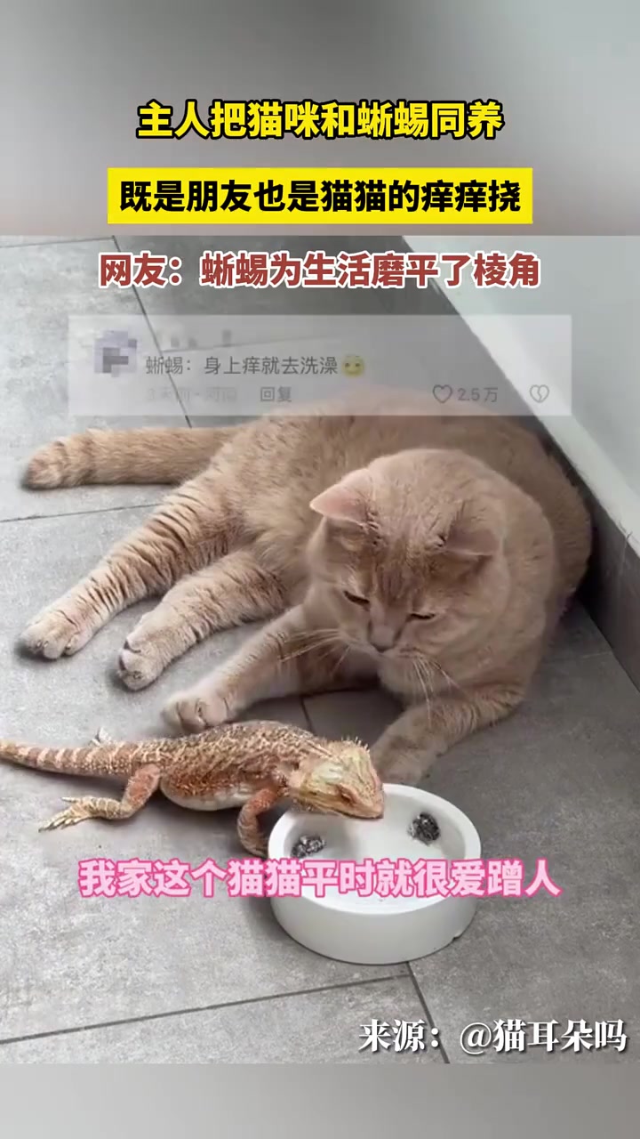 猫猫：我和蜥宝天下第一好