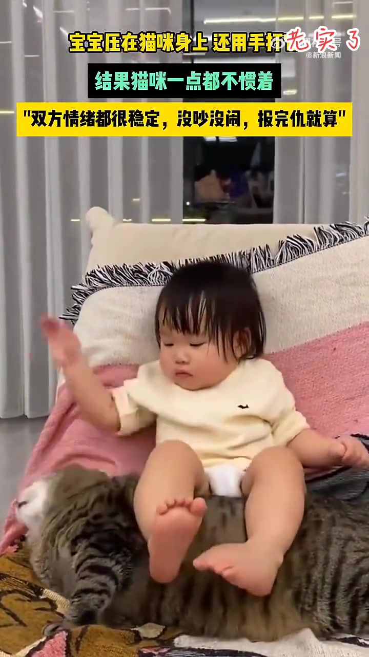 猫：我警告过你，你还打我